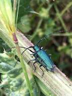 Image of Agapanthia lais Reiche & Saulcy 1858