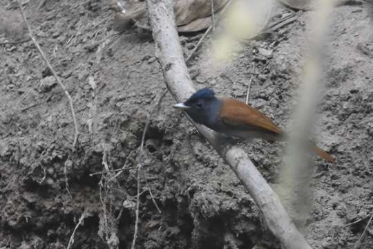 Image of Blyth's Paradise Flycatcher