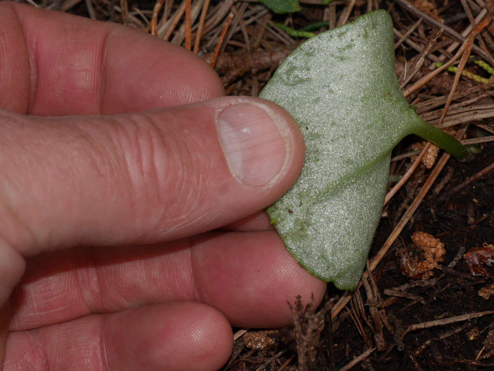 Image of Corybas macranthus (Hook. fil.) Rchb. fil.