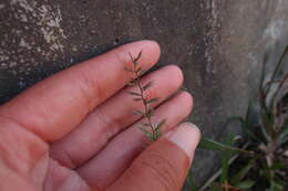 Image of viper grass