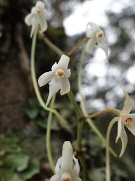 Image of Ypsilopus erectus (P. J. Cribb) P. J. Cribb & J. Stewart