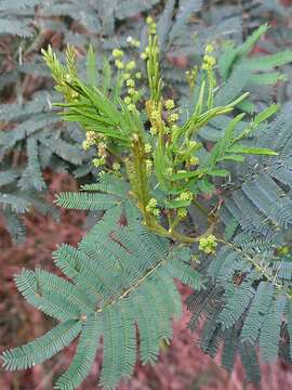 Acacia parvipinnula Tindale resmi