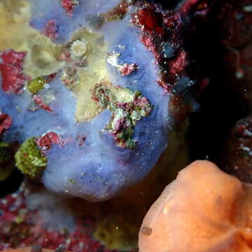 Image of bluish encrusting sponge