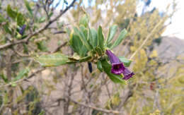 Image of Dunalia spinosa (Meyen) Damm.