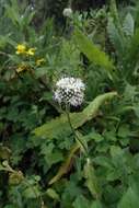 Image of Dipsacus pinnatifidus Steud. ex A. Rich.