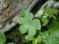 Imagem de Astrantia carniolica Jacq.