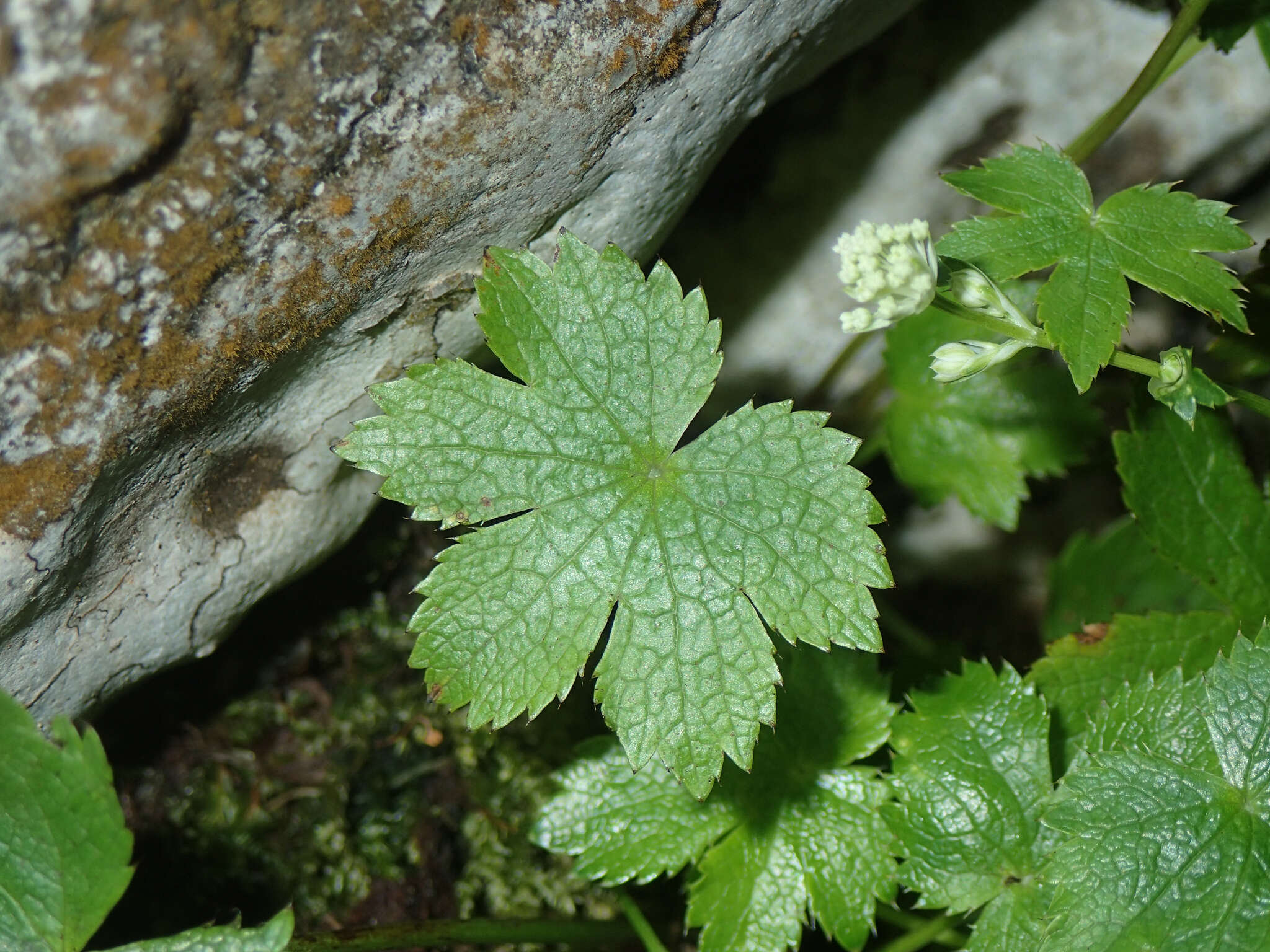 Imagem de Astrantia carniolica Jacq.