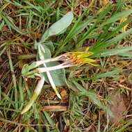 Image de Agelanthus natalitius (Meissn.) R. M. Polhill & D. Wiens