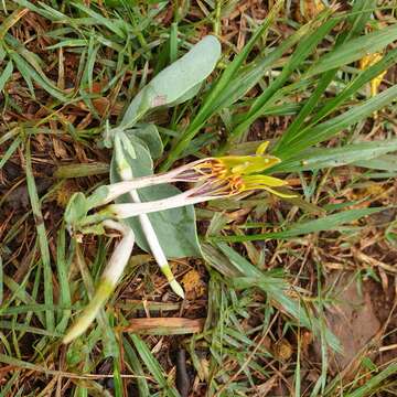 Image of Agelanthus natalitius (Meissn.) R. M. Polhill & D. Wiens