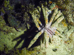 Image of Imperial urchin