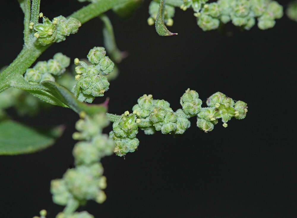 Sivun Chenopodium bryoniifolium A. Bunge kuva