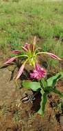 Image of Grassland crinum