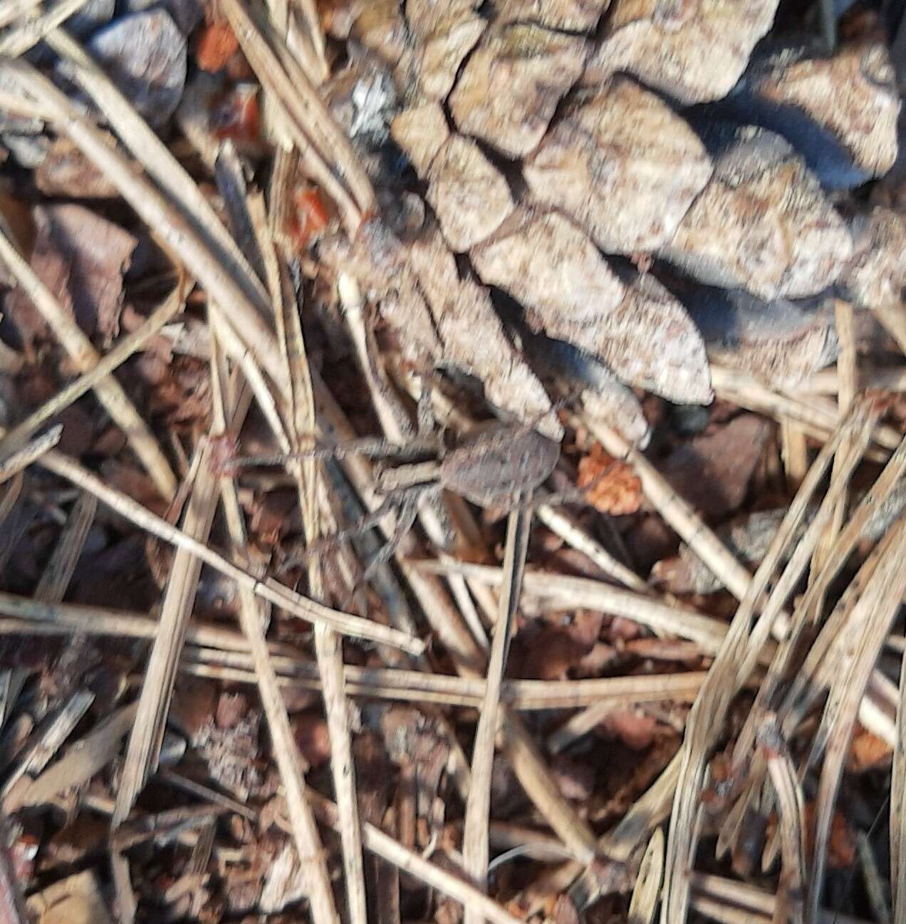 Image of Burnt wolf spider