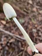 Coprinopsis sylvicola (Bogart) Redhead, Vilgalys & Moncalvo 2001 resmi