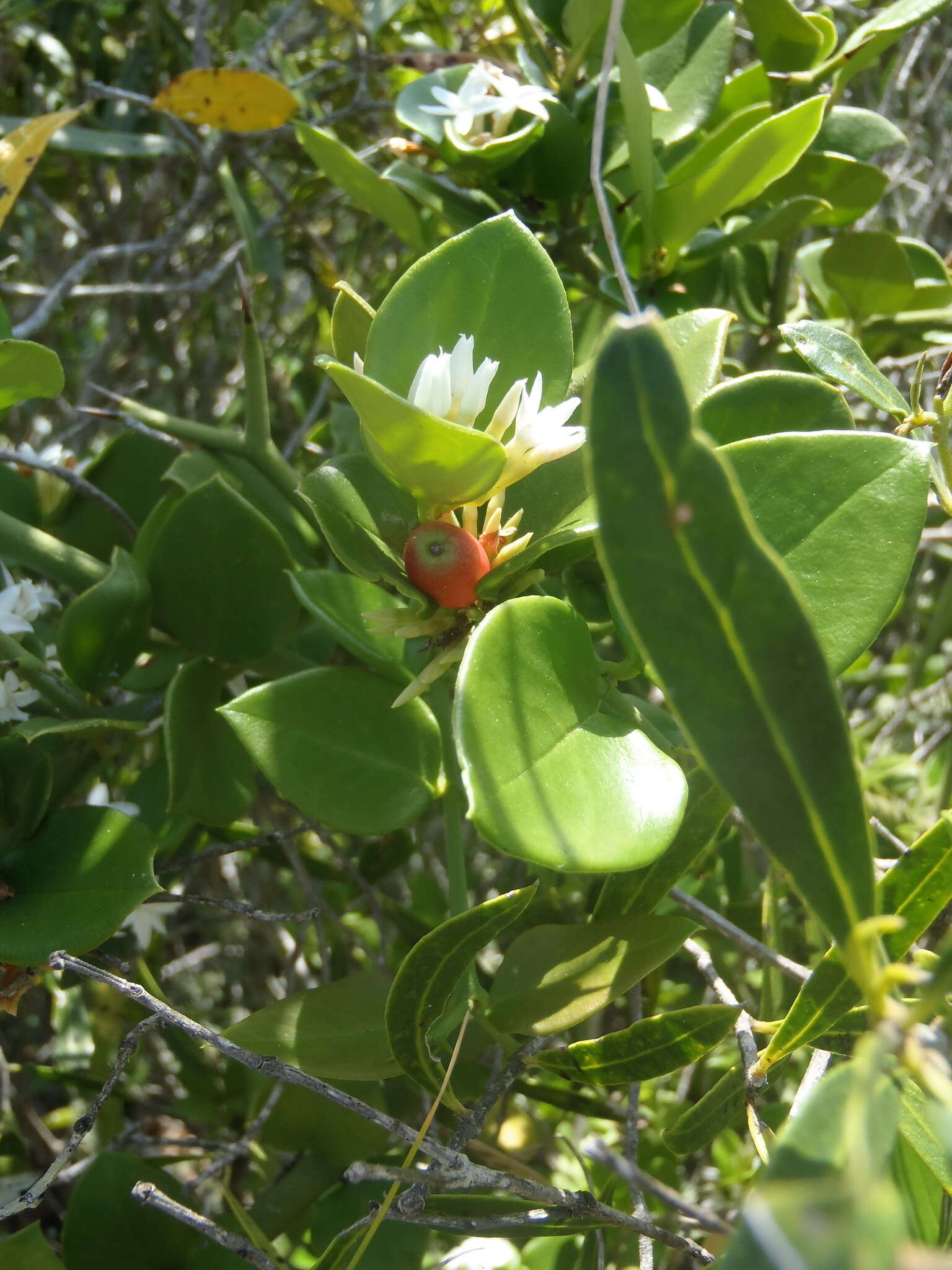 Image de Carissa bispinosa (L.) Desf. ex Brenan