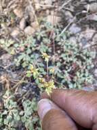 Imagem de Eriogonum marifolium A. Gray