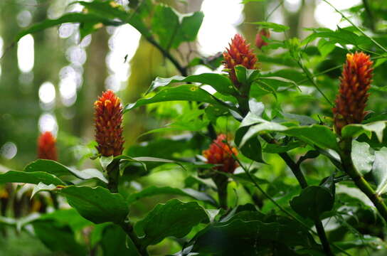 Image of Costus barbatus Suess.