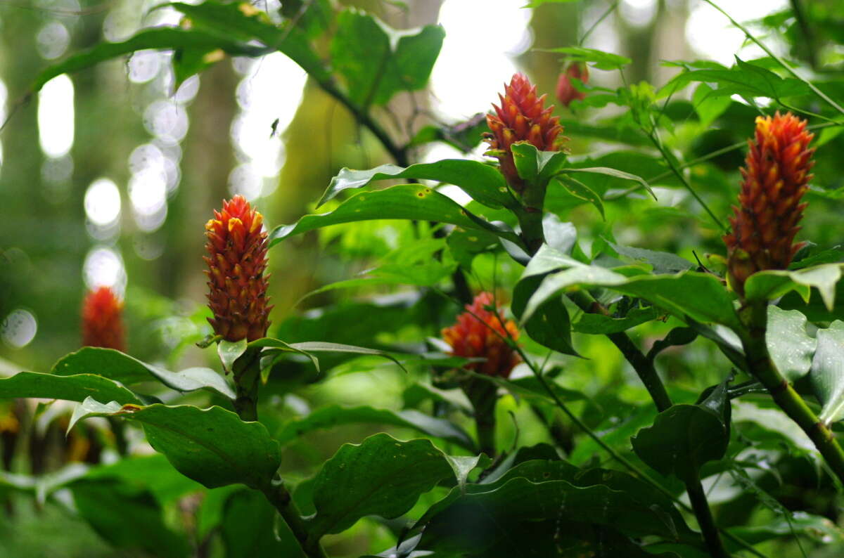 Image of Red Tower Ginger