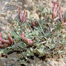 Image of Astragalus erioceras Fisch. & C. A. Mey.