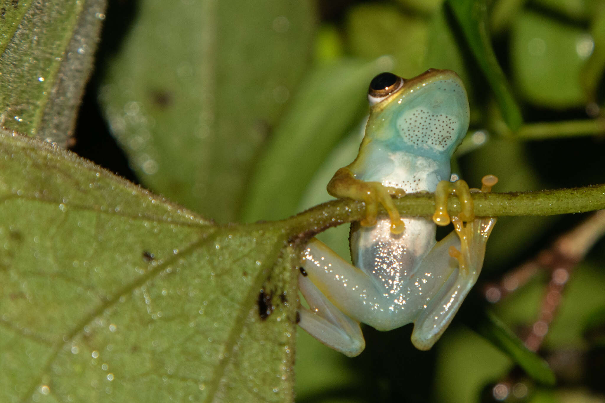 Image of Spiny-throated Reed Frog