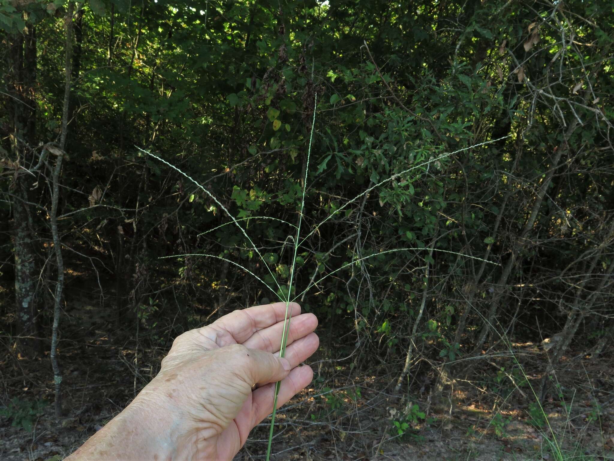 Image of shaggy crabgrass