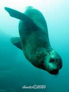 Image of Afro-Australian Fur Seal