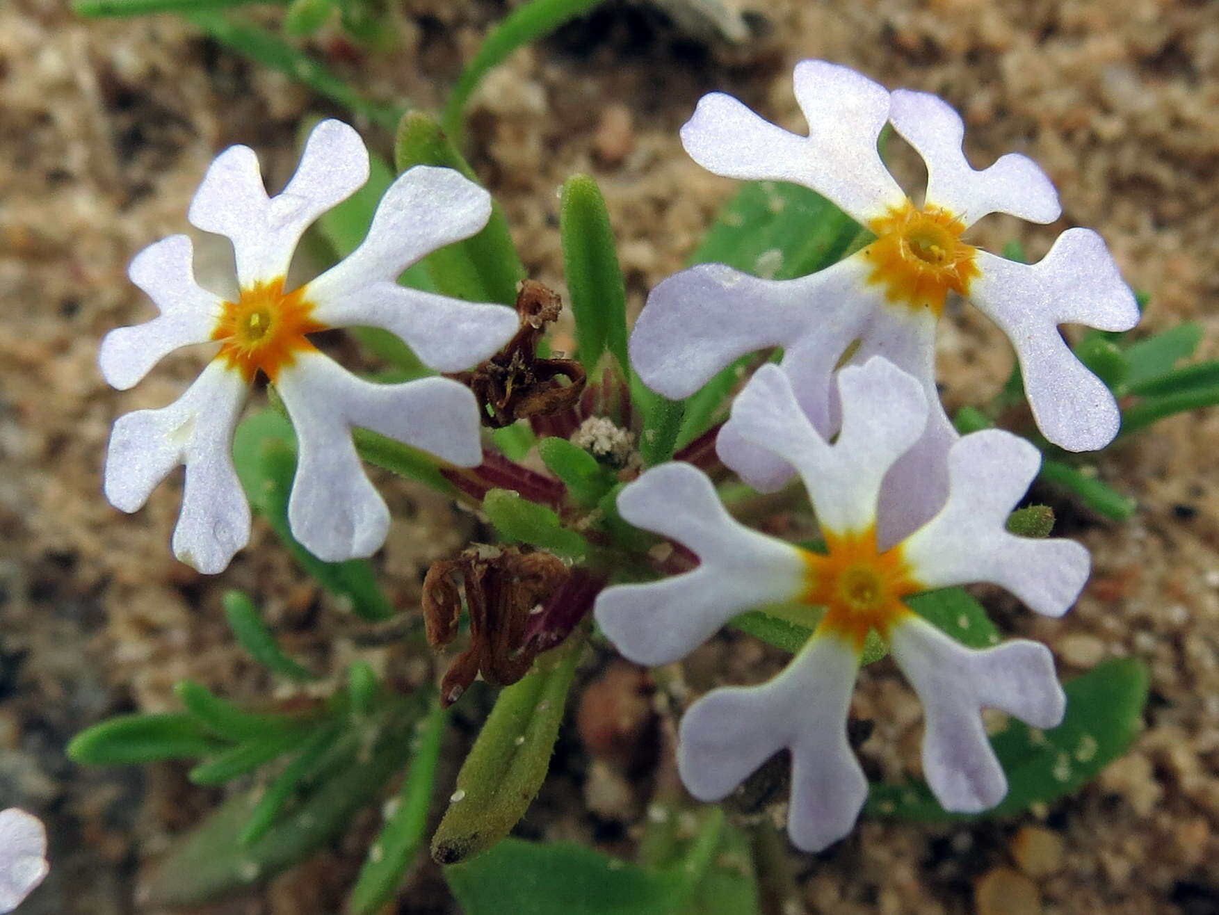 Image of Zaluzianskya affinis O. M. Hilliard