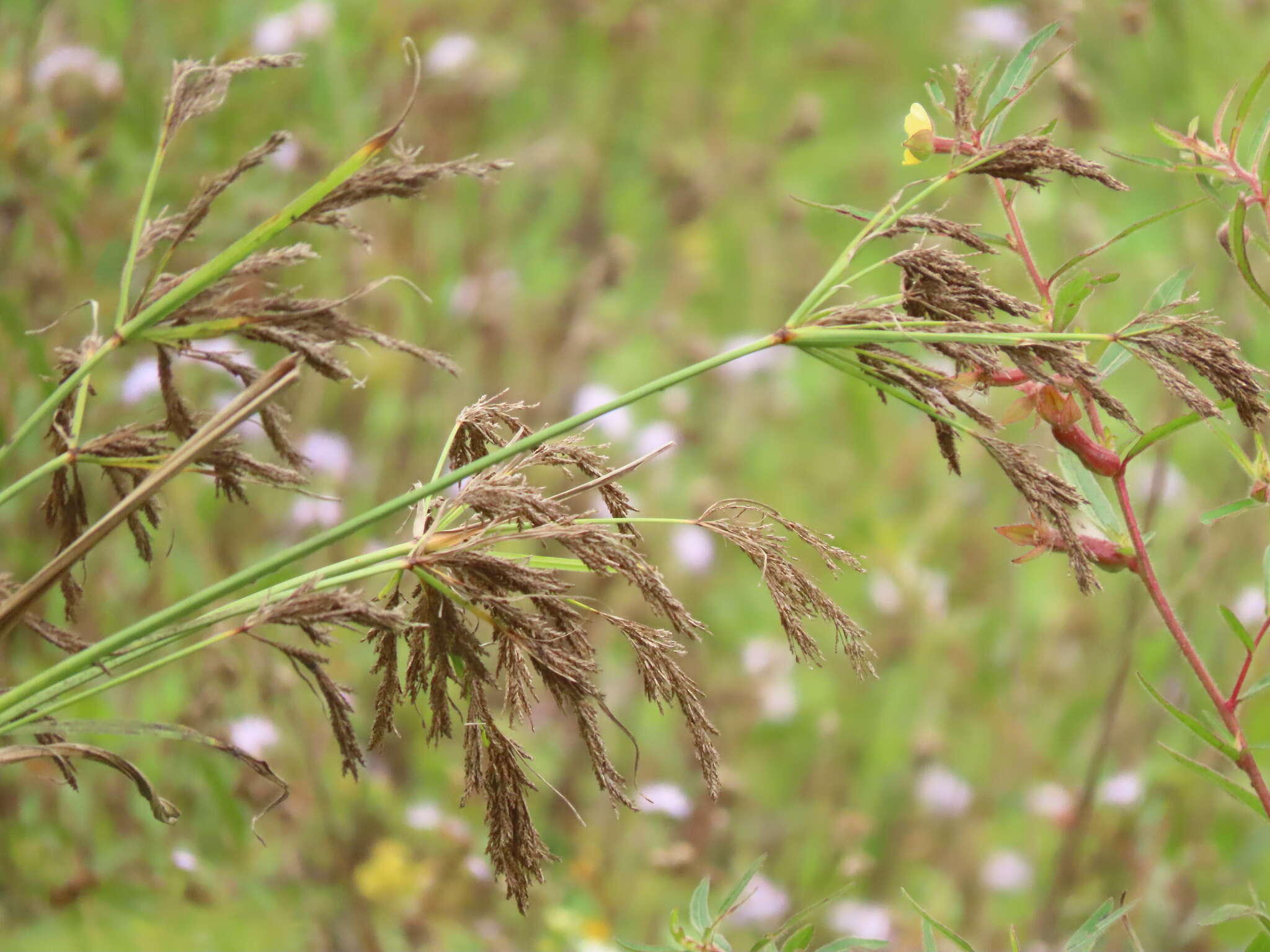 Cyperus nutans var. subprolixus (Kük.) Karth.的圖片