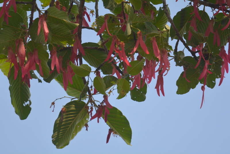 Imagem de Dipterocarpus intricatus Dyer