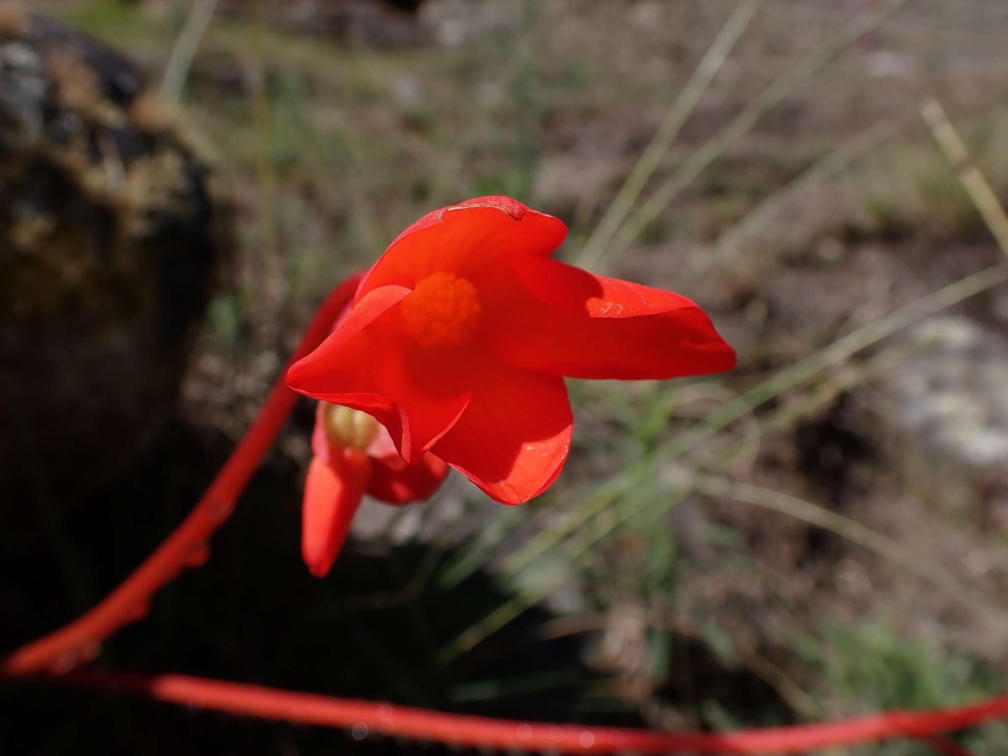 Image of Begonia