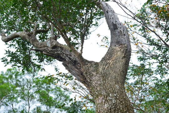 Image of Zanthoxylum dimorphophyllum Hemsl.