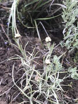 Imagem de Antennaria stenophylla (A. Gray) A. Gray