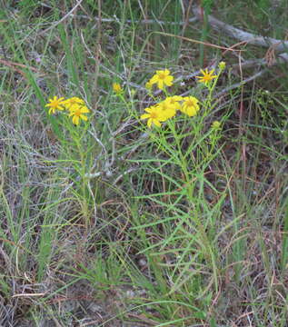 Image of dogfennel