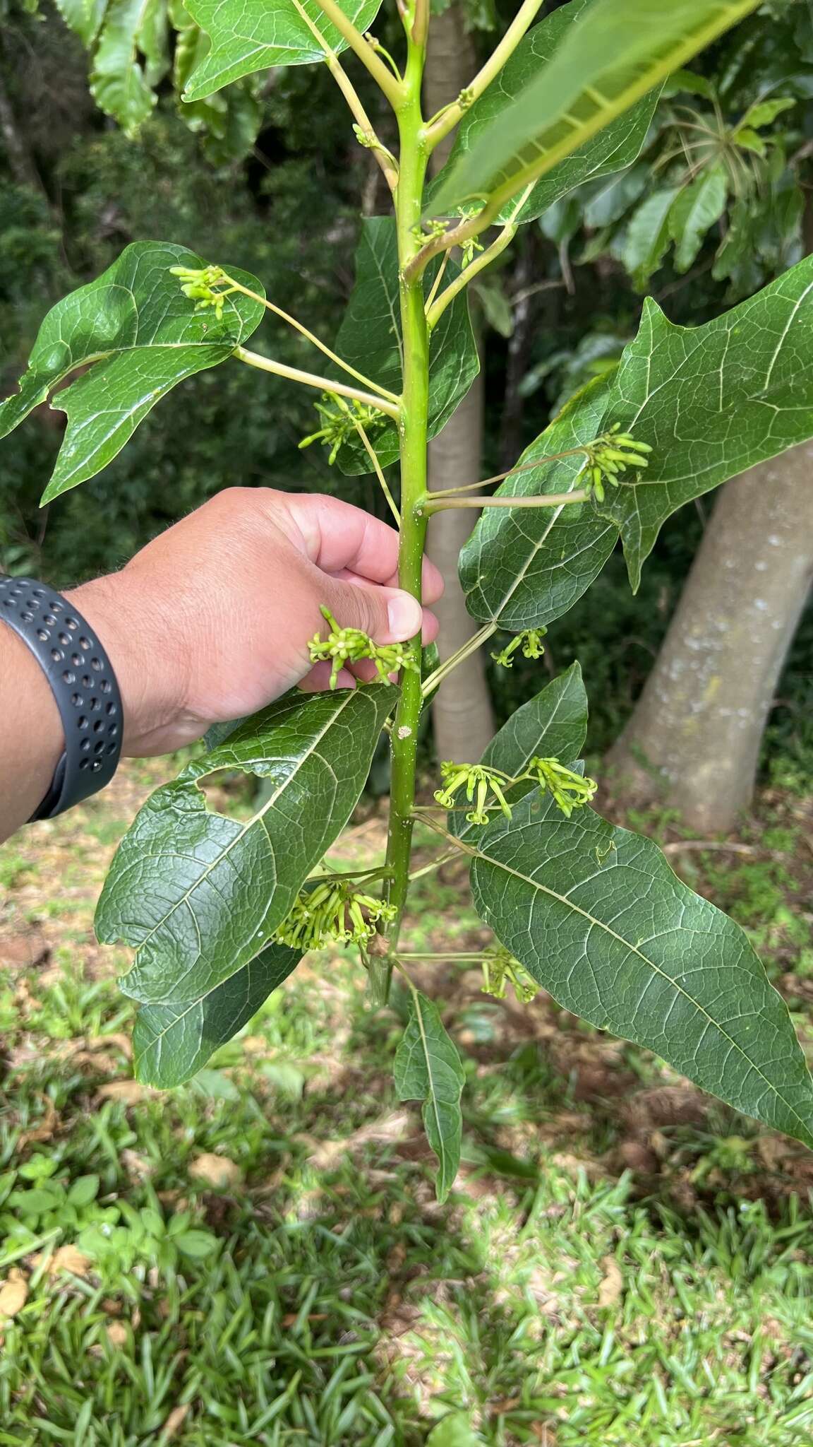 Image of oakleaf carica