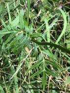 Image of Valeriana stolonifera subsp. angustifolia