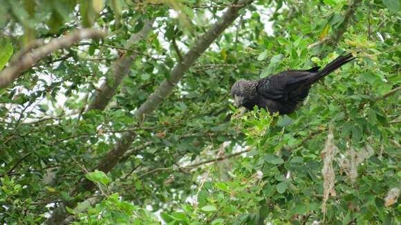 Crotophaga Linnaeus 1758的圖片