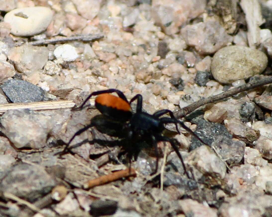 Image of Redspotted Antmimic