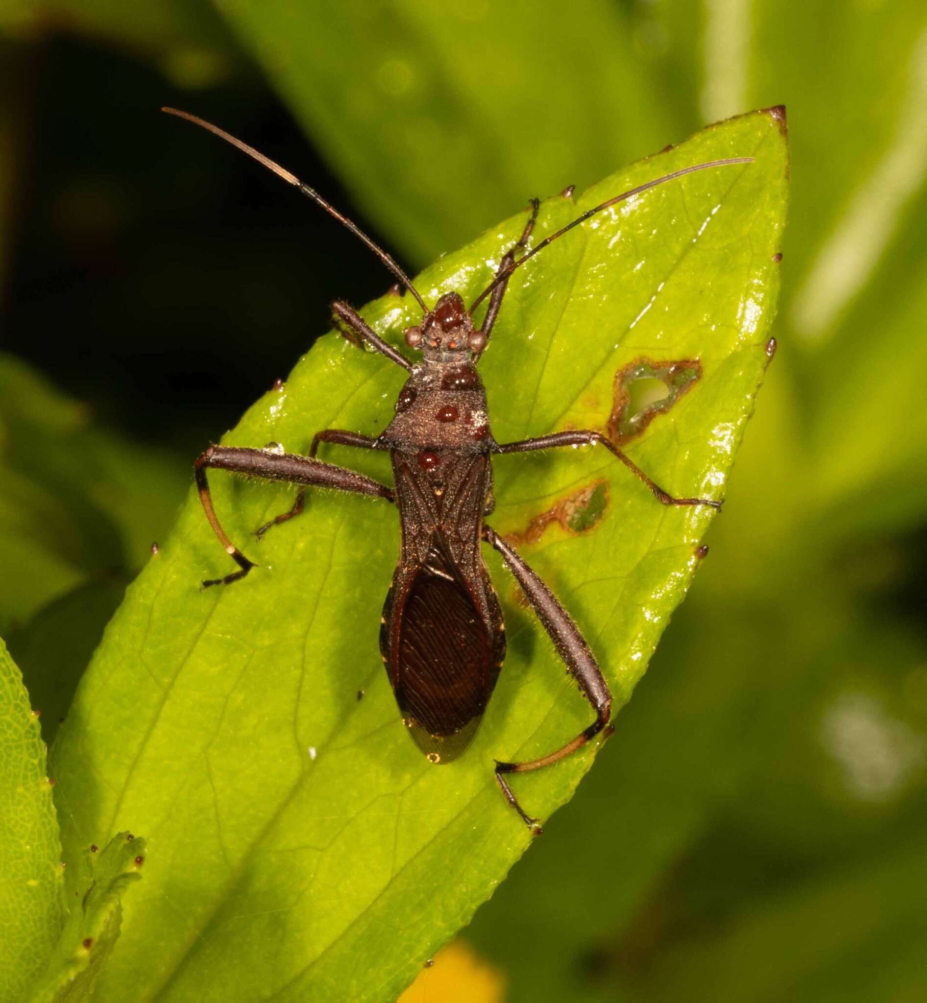 Image of brown bean bug