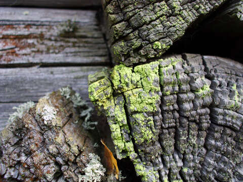 Image of Sulphur dust lichen