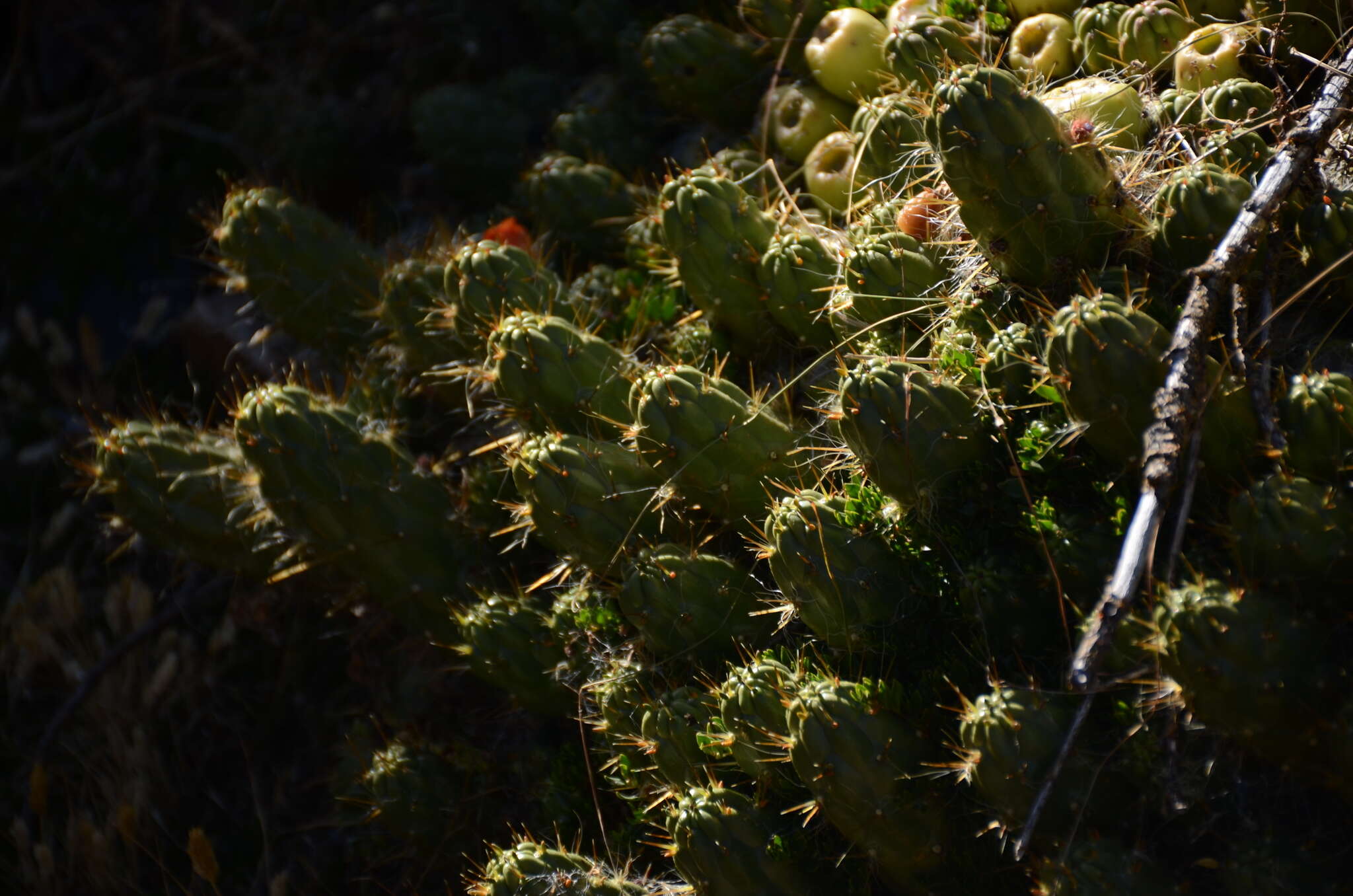 Plancia ëd Austrocylindropuntia floccosa (Salm-Dyck) F. Ritter