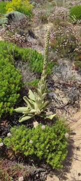 Image of Verbascum litigiosum Samp.