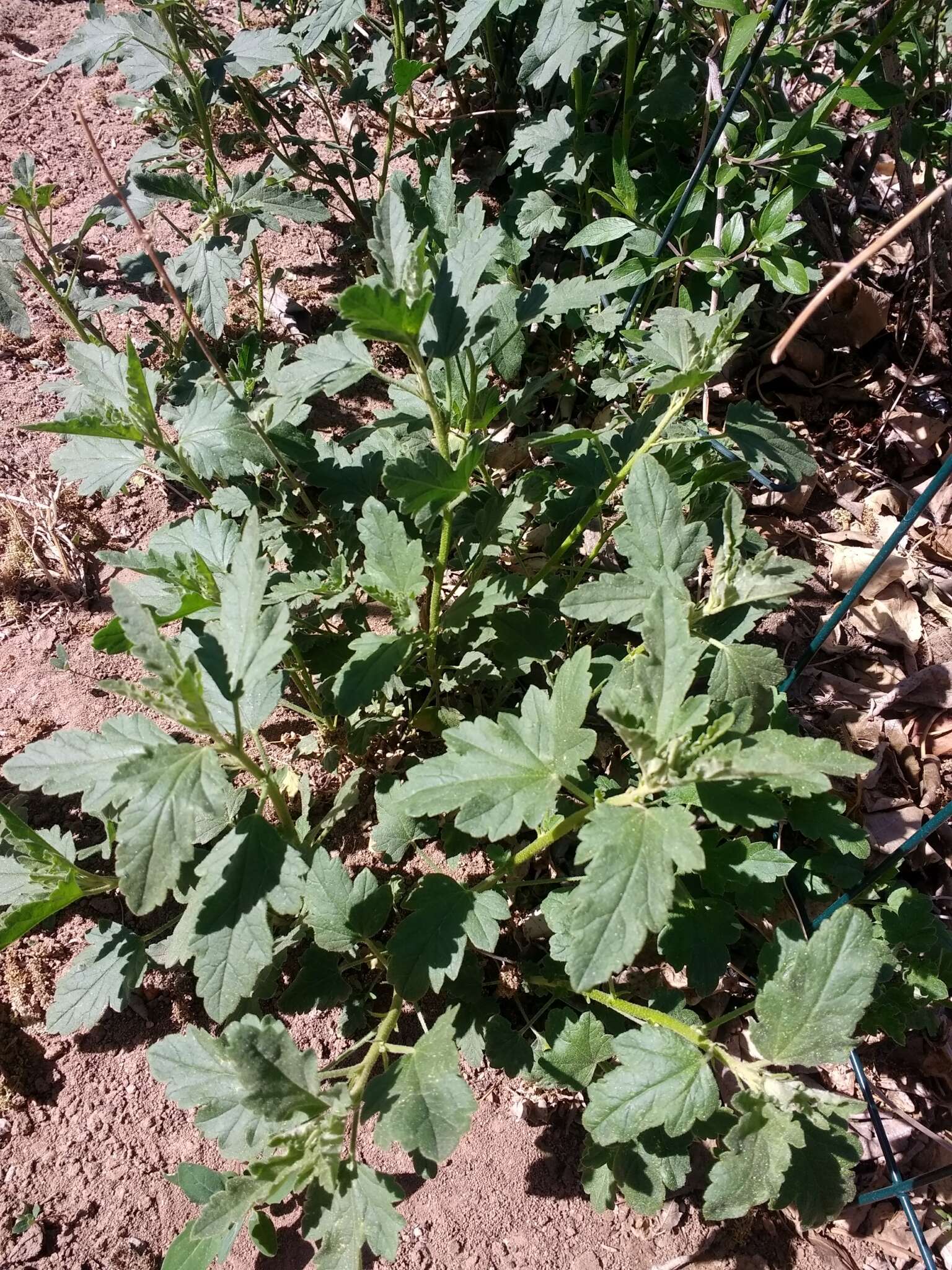 Image of gray globemallow