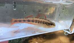 Image of Firebelly darter