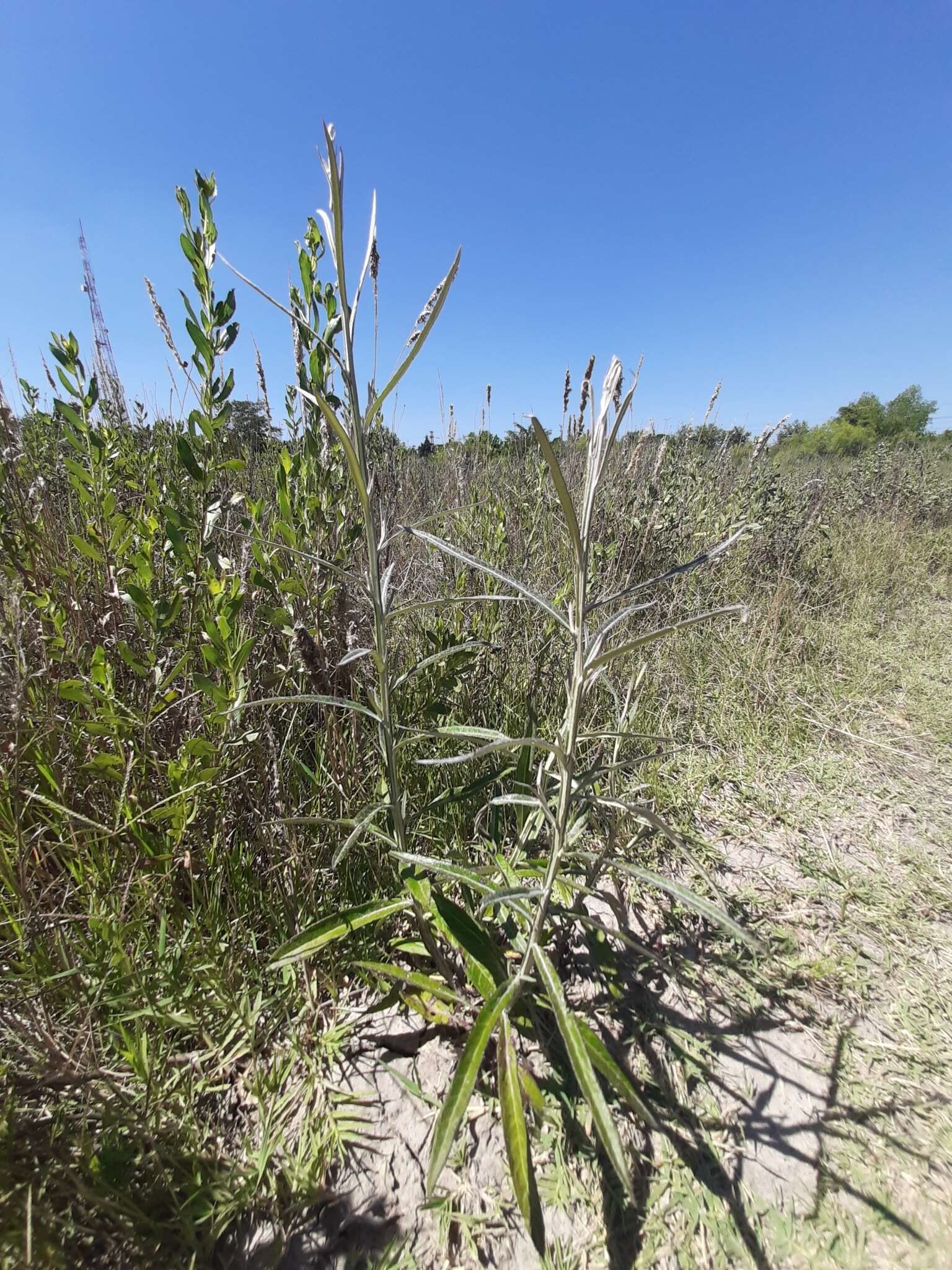 Image de Pterocaulon cordobense Kuntze