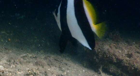 Image of Bannerfish