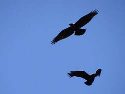 Image of White-necked Raven