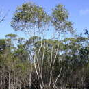 Image of Eucalyptus barberi L. A. S. Johnson & Blaxell