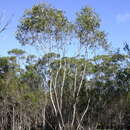 Eucalyptus barberi L. A. S. Johnson & Blaxell resmi