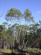 Image of Eucalyptus barberi L. A. S. Johnson & Blaxell