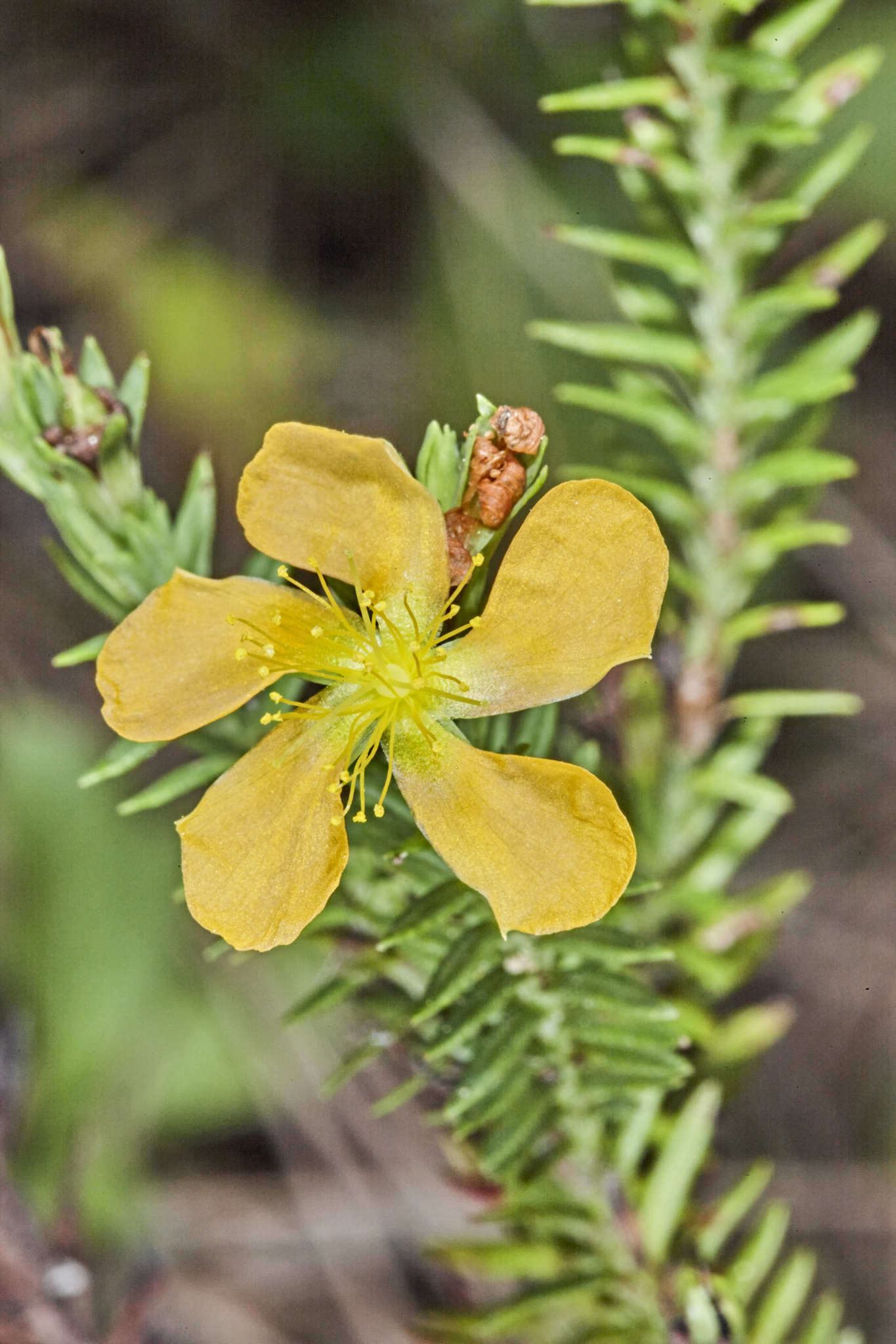 Image of Hypericum arbuscula Standl. & Steyerm.